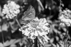 linda flor borboleta monarca no prado de fundo foto