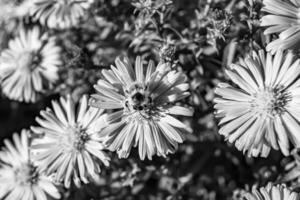 abelha alada linda flor selvagem no prado de folhagem de fundo foto