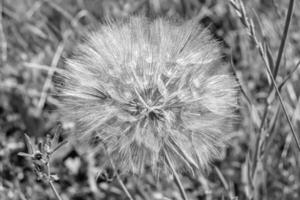 dente-de-leão de sementes de flores silvestres em prado de fundo foto