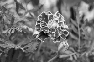 calêndula de calêndula de calêndula de flor selvagem crescendo no prado de fundo foto
