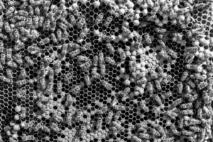 A estrutura abstrata do hexágono é um favo de mel de colmeia preenchida foto