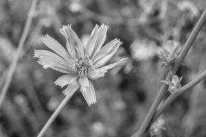 flor selvagem de beleza chicória comum no prado de fundo foto
