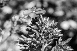 linda flor selvagem crescendo phlox paniculata no prado foto