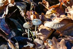 fotografia para tema ampla lindo venenoso cogumelo dentro floresta em folhas fundo foto
