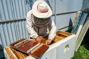 abelha alada voa lentamente para apicultor coletar néctar em apiário particular foto