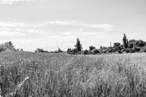 fotografia sobre campo de fazenda de trigo grande tema para colheita orgânica foto