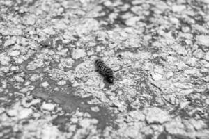 fotografia em tema lindo peludo lagarta dentro pressa para virar para dentro borboleta foto