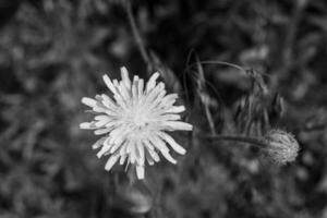 dente-de-leão de sementes de flores silvestres em prado de fundo foto