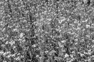 fotografia sobre o tema mostarda de flores silvestres em prado de fundo foto