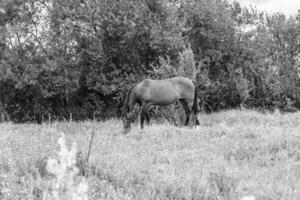 lindo garanhão de cavalo selvagem marrom no prado de flores de verão foto