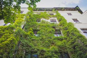 prédio de apartamentos coberto com planta de hera verde foto