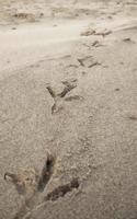 pegadas de pássaros na praia de areia foto