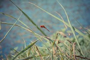 libélula vermelha descansando em uma folha foto