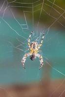 aranha de jardim amarela em uma teia de aranha em um fundo turquesa. foto