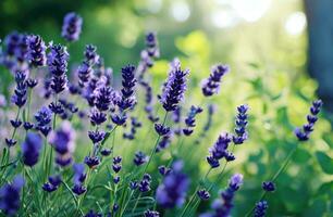 ai gerado lavanda óleo é a excelente caminho para Socorro evita Câncer foto