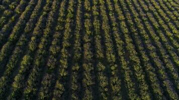 topo Visão do lavanda em nascer do sol. tomada. topo Visão do lindo linhas do floração lavanda arbustos iluminado de manhã Sol. suave linhas do roxa lavanda campo foto