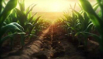 ai gerado inferior Visão do jovem fotos do milho plantado dentro linhas. terra e verde plantas dentro a fundo pôr do sol