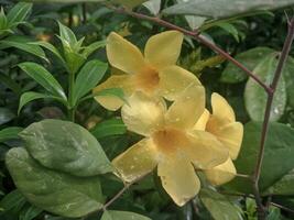 allamanda catártica, dourado trompete videira, amarelo allamanda florescendo dentro a casa jardim em a manhã dentro a chuvoso estação foto
