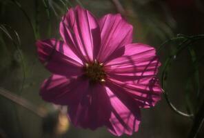 cosmos flor de Jimmy Kirk foto