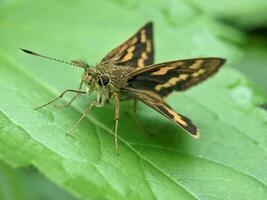 lindo borboleta do potanthus omaha aquecendo em uma verde folha, fechar acima foto