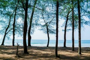 pinheiros na praia foto