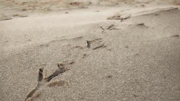 pegadas de pássaros na praia de areia foto