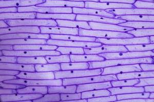 casca de cebola roxa sob o microscópio foto
