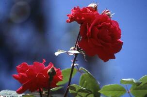 dois vermelho rosas estão florescendo dentro frente do uma azul céu foto