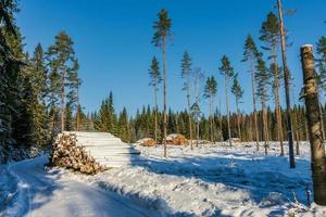 área de desmatamento em uma Suécia ensolarada, mas fria de inverno foto