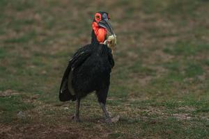 calau terrestre sul foto