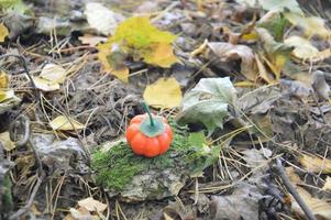 pequena abóbora de outono para o halloween na floresta foto