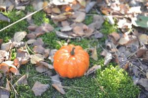 pequena abóbora de outono para o halloween na floresta foto