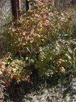 árvores jovens de outono e arbustos no terreno foto
