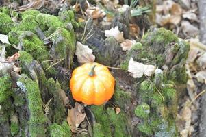 pequena abóbora de outono para o halloween na floresta foto