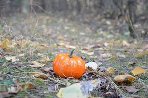 pequena abóbora de outono para o halloween na floresta foto