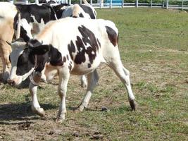 vacas pastando em um paddock em uma pastagem em um rebanho foto