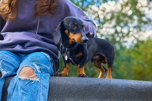 alegre dachshund cachorro, sentado criança menina dentro jeans foto