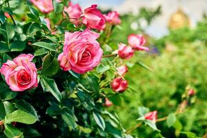 brilhante vermelho Rosa escarlate rosa dentro verde exuberante jardim foto