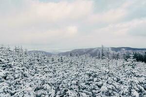 neve coberto Natal árvores dentro a floresta foto