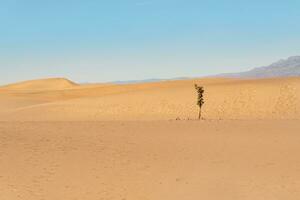 solitário árvore dentro a quente deserto foto