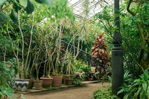 coleção do tropical plantas dentro a interior do uma vintage estufa foto