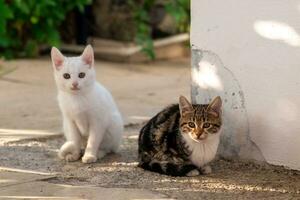 dois gatinho senta em a caminho dentro a jardim perto a parede foto