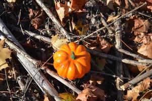 pequena abóbora de outono para o halloween na floresta foto