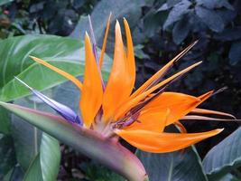 plantas e flores do jardim botânico foto