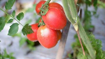 maduro tomate plantar crescendo dentro jardim. fresco grupo do vermelho natural tomates em ramo dentro orgânico vegetal jardim. orgânico agricultura, saudável comida, , costas para natureza conceito.jardinagem tomate fotografia foto