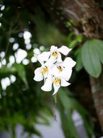 branco orquídea flor florescendo dentro primavera.branco orquídea flores com borrão fundo foto