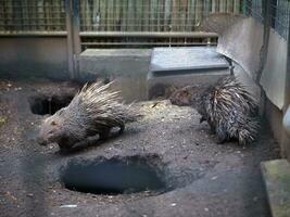 dois ouriços dentro uma cela às a jardim zoológico disposto para companheiro ou jogar foto