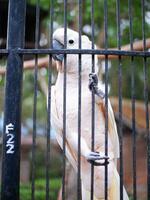 a cacatua cacatuidae este estão agarrando ou empoleirado em a ferro cerca parede do a cela foto