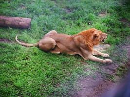 uma ampla masculino africano leão sentado vagaroso em a Relva ,foto a partir de acima foto