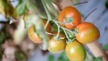 maduro tomate plantar crescendo dentro jardim. fresco grupo do vermelho natural tomates em ramo dentro orgânico vegetal jardim. orgânico agricultura, saudável comida, , costas para natureza conceito.jardinagem tomate fotografia foto